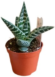 Алоэ Вариегата d10