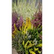 Вереск Garden Girl d11 h20