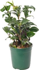 Камелия Японская d12 h35