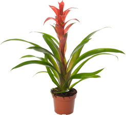 Гузмания Остара d12