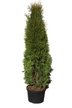 Туя западная Smaragd B+C26/C35 h160-180см