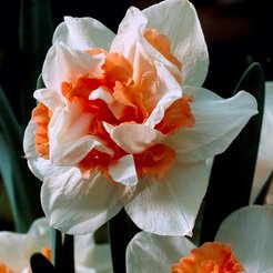 Луковица Нарцисс Кэнди Принцесс (5шт)