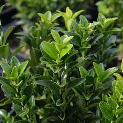 Бересклет европейский С2 H40