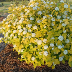 Пузыреплодник калинолистный Dart's Gold C2 h40см, желтый