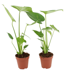 Монстера Деликоса d12 h30