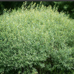 Ива красная Nana C10 80-100