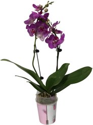 Фаленопсис Микс 2 ст.D9