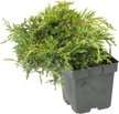 Можжевельник средний Mordigan Gold C2 w30-40см