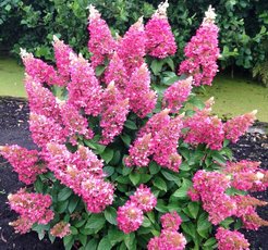 Гортензия метельчатая Pinky Winky Р9