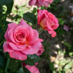 Роза плетистая Лавиния (в тубе) 