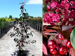 Яблоня декоративная Роялти (2-летняя) С6 100-150