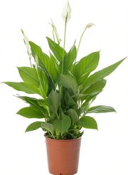 Спатифиллум Свит Чико d13