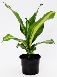 Драцена Микс D10 H30