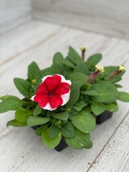 Рассада Петуния кассета 6шт