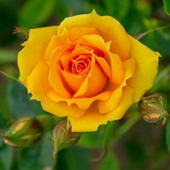 Роза чайно-гибридная Kerio C3