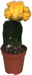 Гимнокалициум жёлтый d5