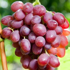 Саженец Виноград Ливия (2-летка) ЗКС