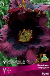 Корневище Лилейник гибридный Вупи 1шт