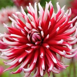 Клубень Георгина кактусовая Фриколет 1шт