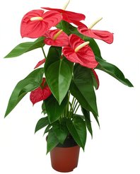 Антуриум Андреанум D12 H40