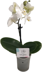 Фаленопсис мини Микс 1 ст.d7