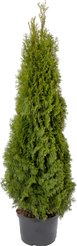 Туя западная Smaragd C40-45 160-180см
