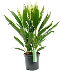 Кордилина Нью Конга d15