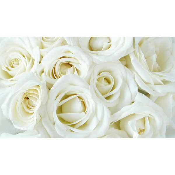 Фотообои Белые розы 465х270см на бумажной основе