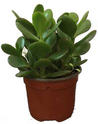 Толстянка (Крассула) d7