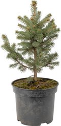 Ель голубая Super Blue Seedings C5 h30-40см