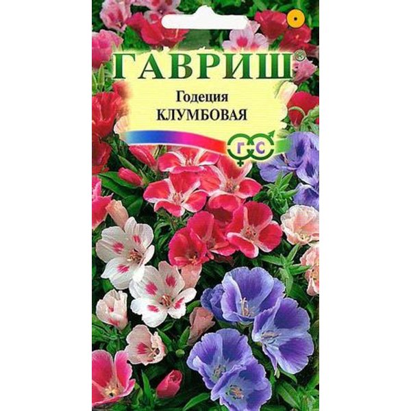 Отзыв о Семена Аэлита "Годеция" долго цветет,красиво выглядит.