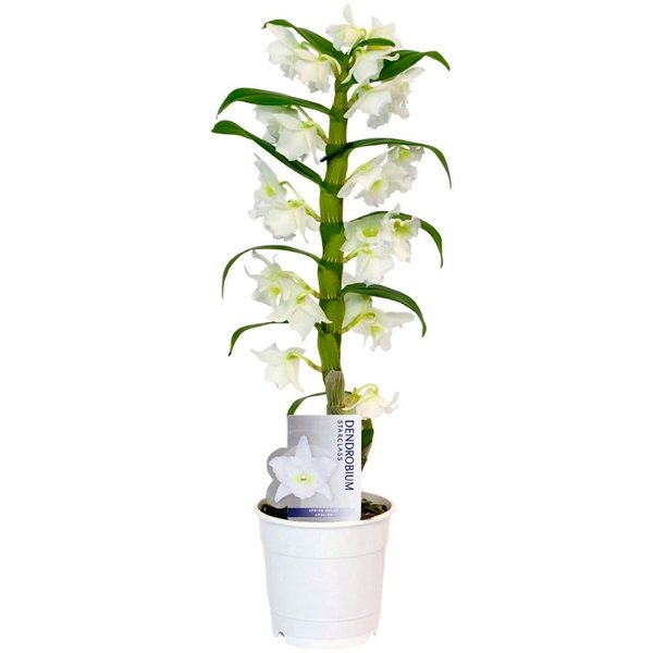 Орхидея Дендробиум Nobile Cultivars White d12 h55