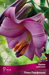 Луковицы Лилия трубчатая Пинк Перфекшн 2шт