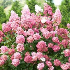 Гортензия метельчатая Pink Diamond С2 h15-20см