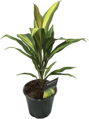 Кордилина Микс d12