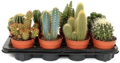 Кактус Микс d10-10,5