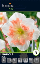 Луковица Нарцисс орхидный Малли 3шт