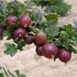Крыжовник бесшипный Командор (2-летний) ЗКС шт