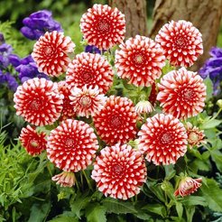 Корень клубневидный Георгин Мьюзетт 1шт