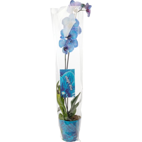 Орхидея Фаленопсис Королевский голубой 1ст D12 (окрашеный)