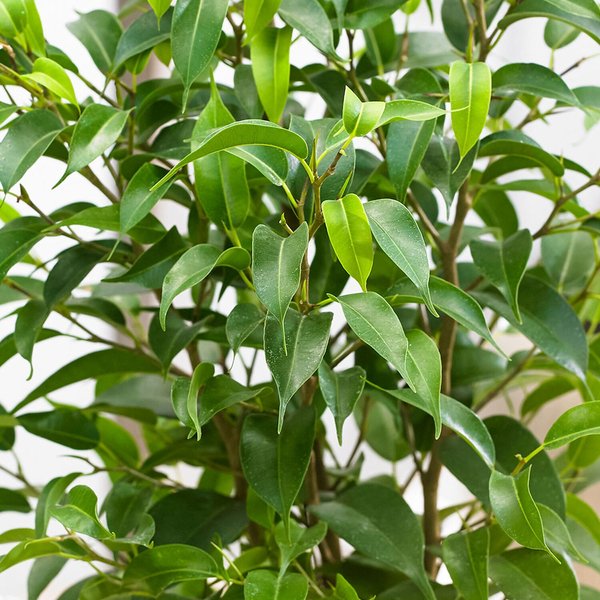 Ficus benjamina Natasja