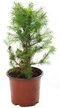 Ель канадская Glauca Conica d10см h20-25см