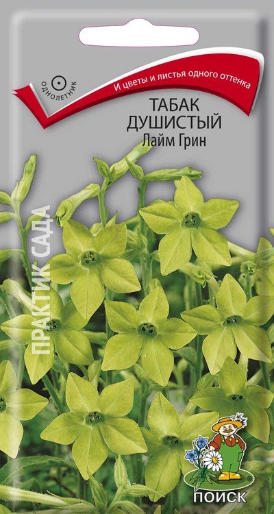 Сем Пасленовые Solanaceae табак крылатый Nicotiana alata