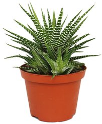 Хавортия d5-6 h10