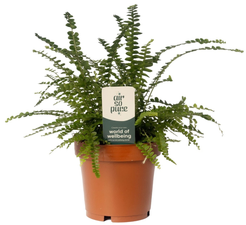 Нефролепис Даффи d12 h30