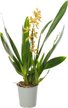 Орхидея Mixed d12 h50