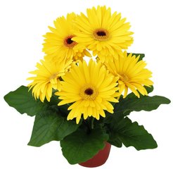 Гербера d12-15