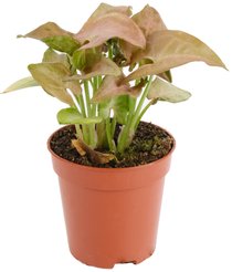 Сингониум Ред Харт d5