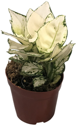 Аглаонема Фёст Даймонд d12