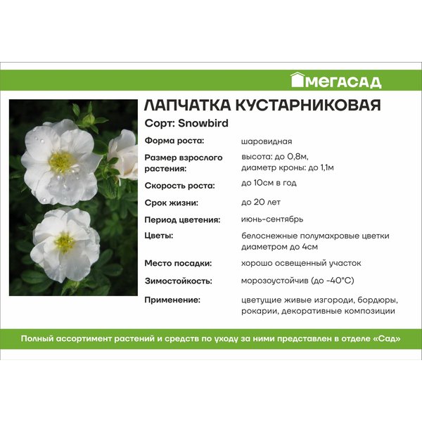 Саженец Лапчатка Сноуфлейк